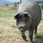 Gaec L'Art du Cochon Bio