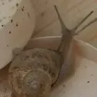 L'escargot des Marnières