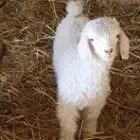 La Ferme des P'tits Bergers