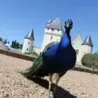 Château du Rivau