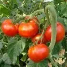 Potager de la Grande Maison