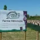 L'escargot Du Poitou