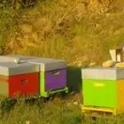 Le Rucher D'Aya L'Abeille