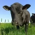 L'Angus Des Prés