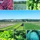 Le jardin de Barbegal