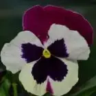 Le Saint Horticulture
