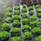 Les Légumes Bio de Xavier