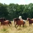 Ferme Équestre De St-Bihy : randonnée cheval