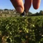 Domaine Fouassier