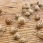 Les Escargots de Cocagne