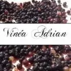 Vinéa Adrian