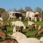 Ferme du Puy Lenty