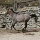 GAEC DE LICHIERES