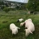 Bergerie de la corbinière