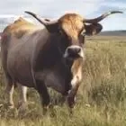 Boeuf fermier aubrac - race aubrac