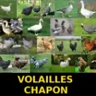 Volailles Chapon