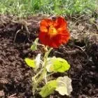 Les Échos Jardins