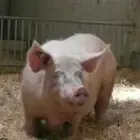 Au Cochon Gourmet