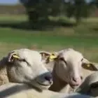 Ferme De Touchelion