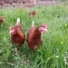 Les Oeufs Bio d'Evrecy