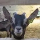 La chevrerie du rochat