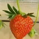 Les Fraises De Coupelle