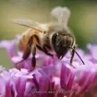 Le grenier aux abeilles