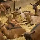 Ferme De Bray
