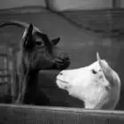 Chèvrerie De Mouletine