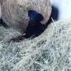 La Ferme de La Vesle