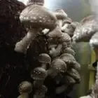 Les champignons du Loc'h