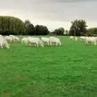 La Ferme De La Villa Des Marronniers