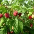 Au Millieu des Fruits du Bugey Menconi Guillaume