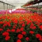 Fernandez - Horticulteur - Fleurs