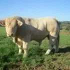 Ferme des Grands Genets