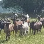 Aux plaisirs de la ferme