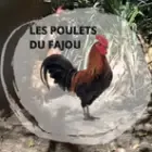 Les Poulets du Fajou