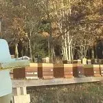 Abeilles Et Nature