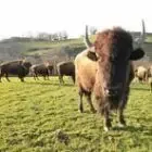 Scea la ferme aux bisons