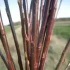 Osier de Thiérache Osier Bio