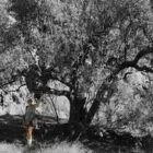 D’Ame Saveurs - Camping des vignes