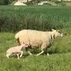 La Bergerie De L'estuaire