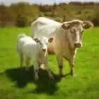 GAEC les landes celtes
