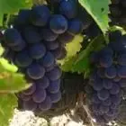 Terre Rouge Vignes et Vins