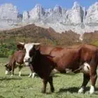 GAEC des Gentianes