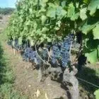 Domaine Dumien Serrette