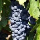Domaine PEYLONG - vins de caractère