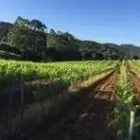 Domaine Mosconi