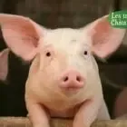 Ferme des 3 chataigniers