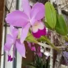 PANAMA